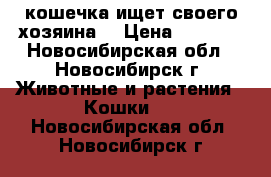 кошечка ищет своего хозяина  › Цена ­ 2 000 - Новосибирская обл., Новосибирск г. Животные и растения » Кошки   . Новосибирская обл.,Новосибирск г.